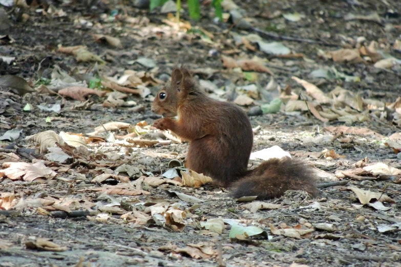 a squirrel eating from a bowl on the ground