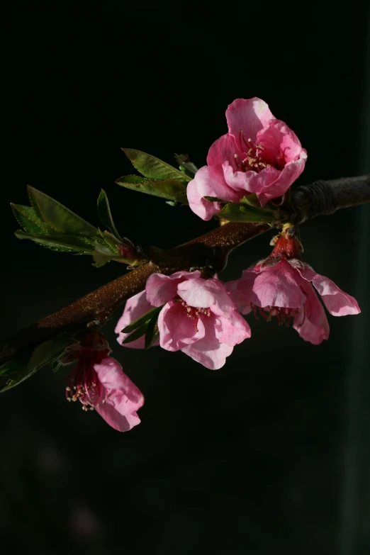 two flowers blooming on a nch in the dark