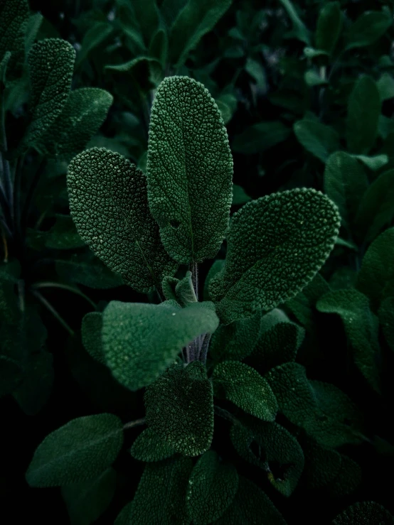 a green plant with some green leaves