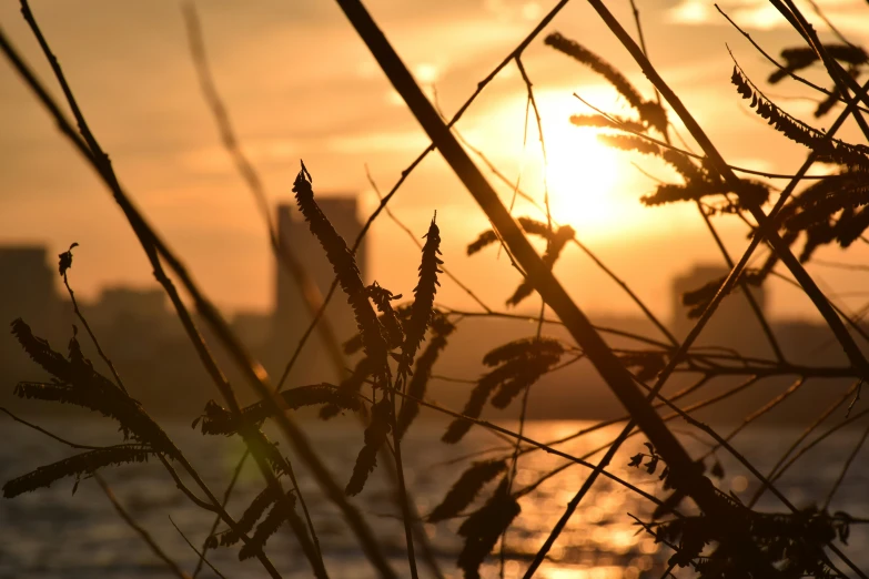 some grass next to water during the day