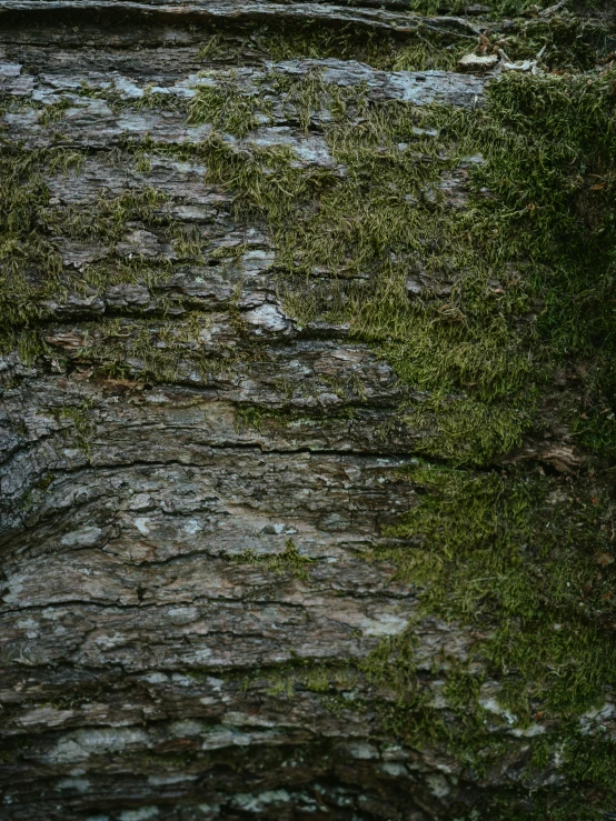 a bird sitting on the top of a stone