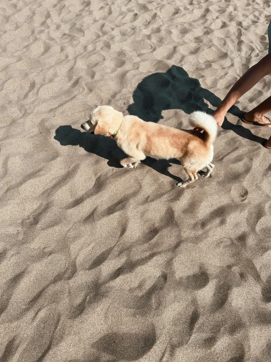 a person is walking with a dog in the sand