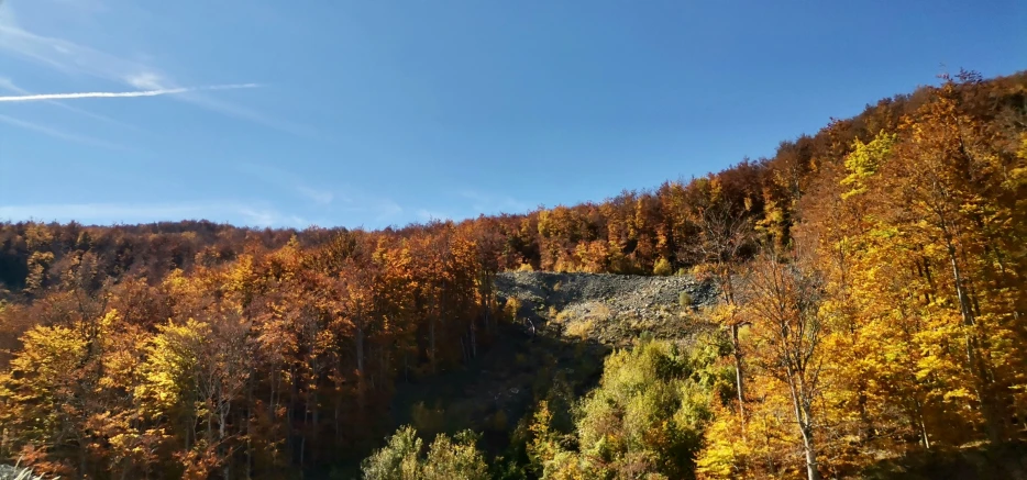 some trees are turning orange and yellow