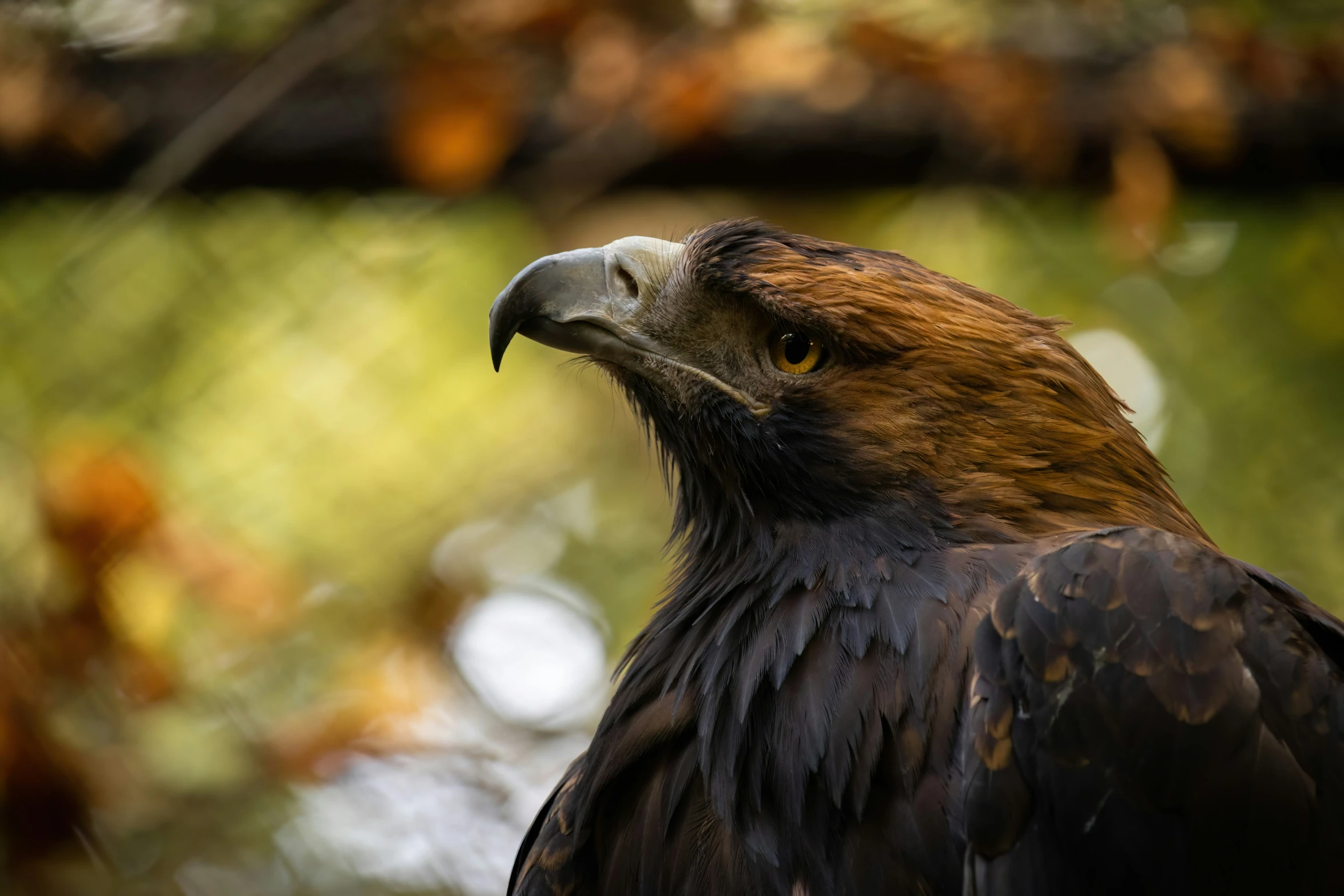 an eagle looking into the distance behind some trees