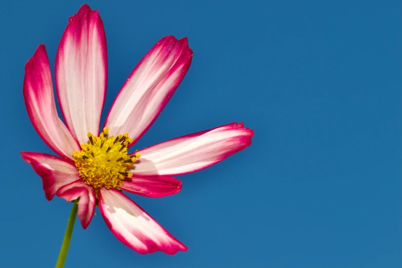 a pink and yellow flower against a blue sky