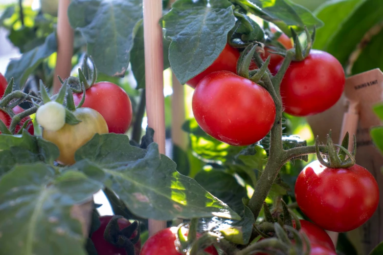 a lot of tomatoes growing on a plant