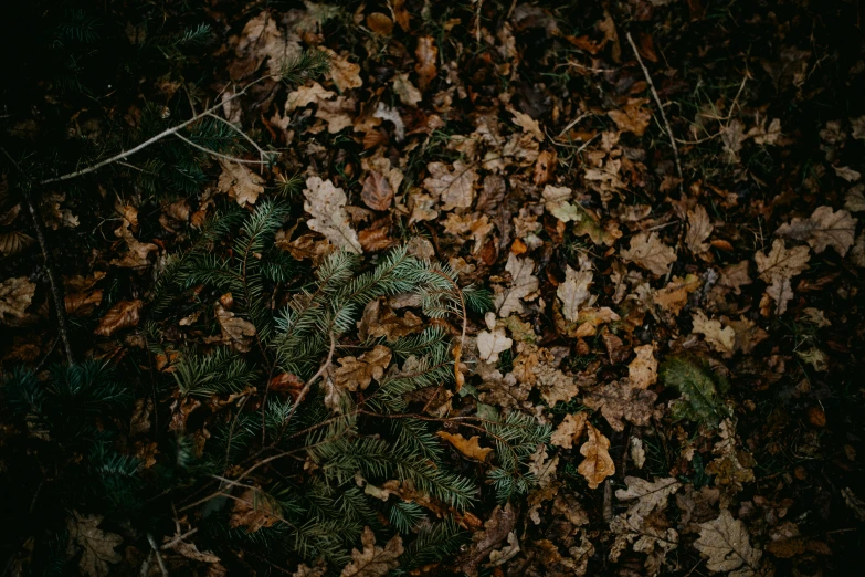 a dark background with leaves and plants in it