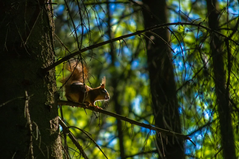 a squirrel is climbing up a tree nch