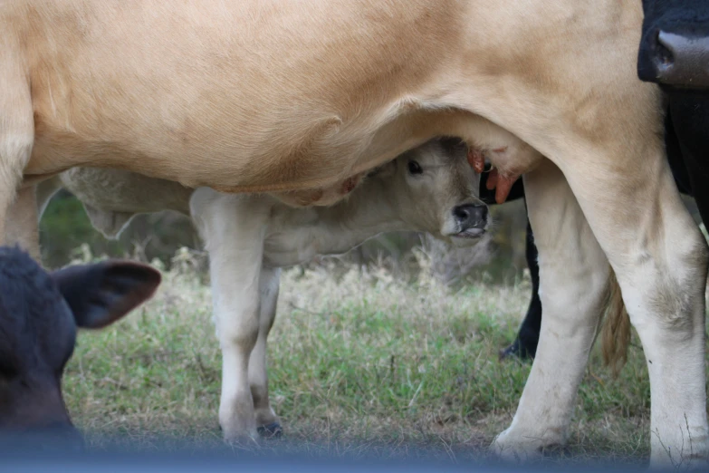 a mother cow nursing her calf in a field