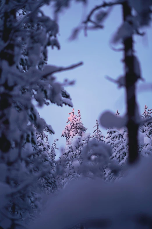 trees with snow on them are seen in the distance