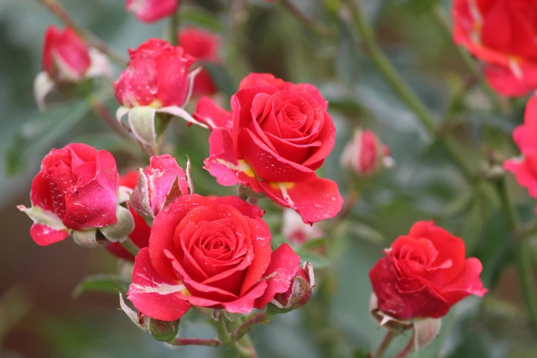 a bunch of red flowers in the garden