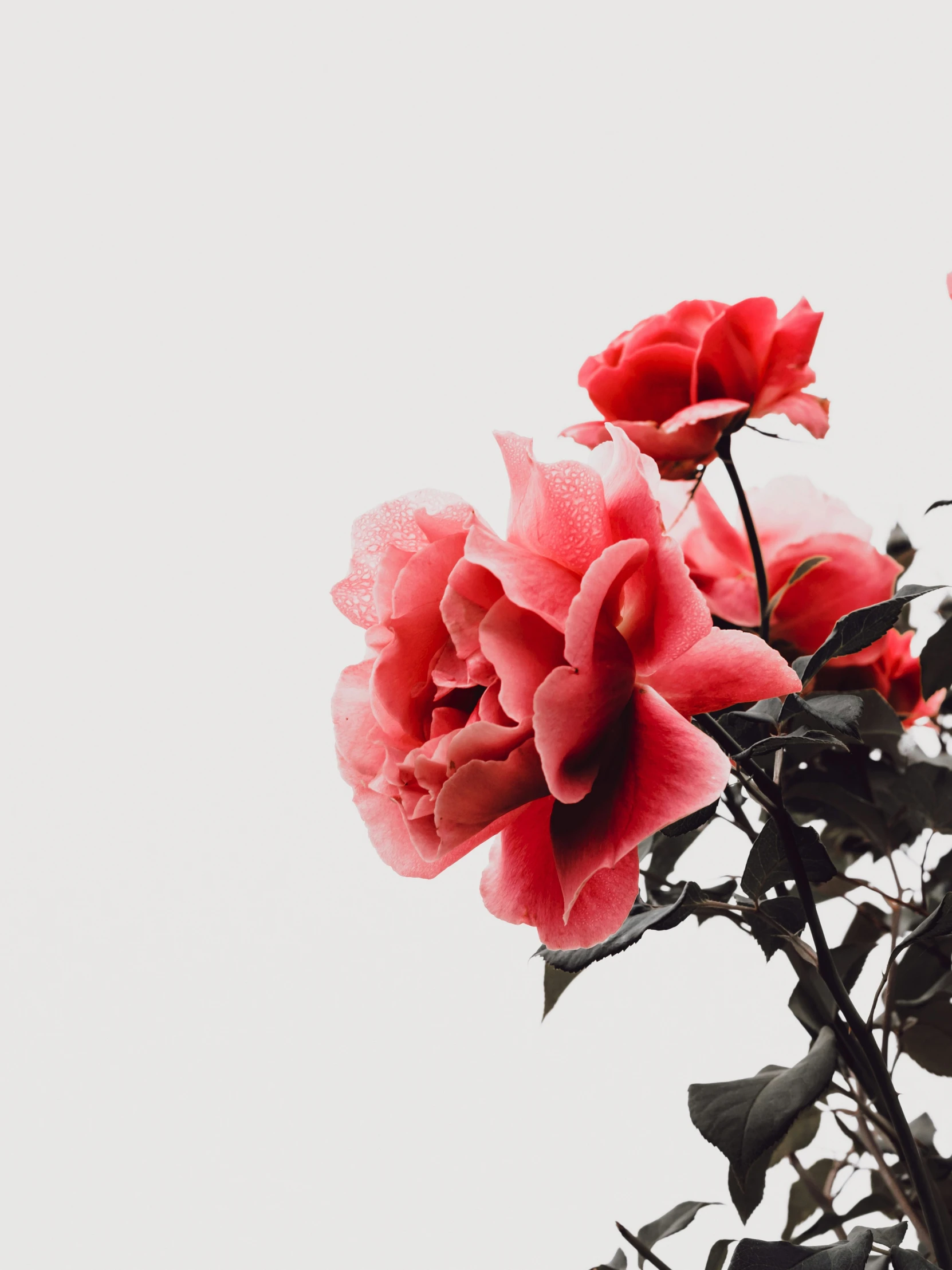 several pink flowers blooming in front of white background