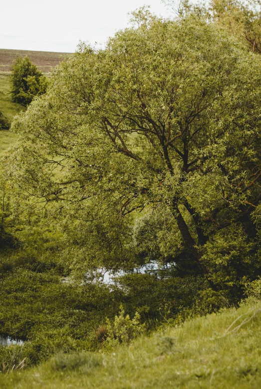an image of trees near the river