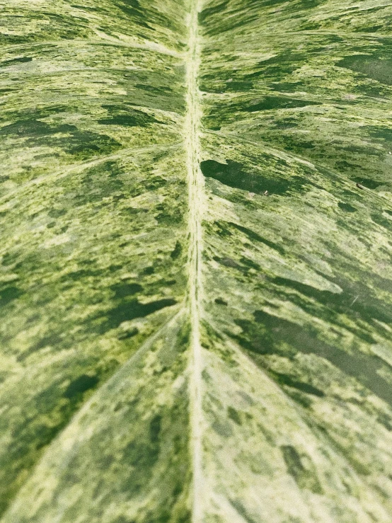 a leaf with very green coloring on the surface of grass