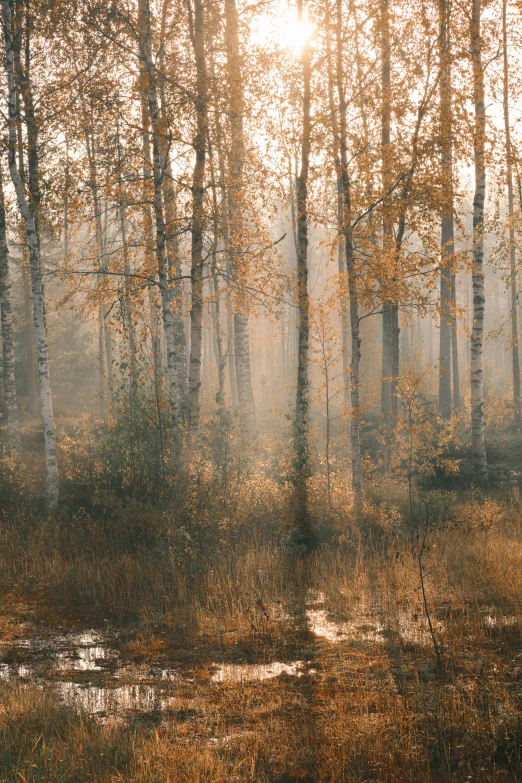 the sun shines through the foggy forest