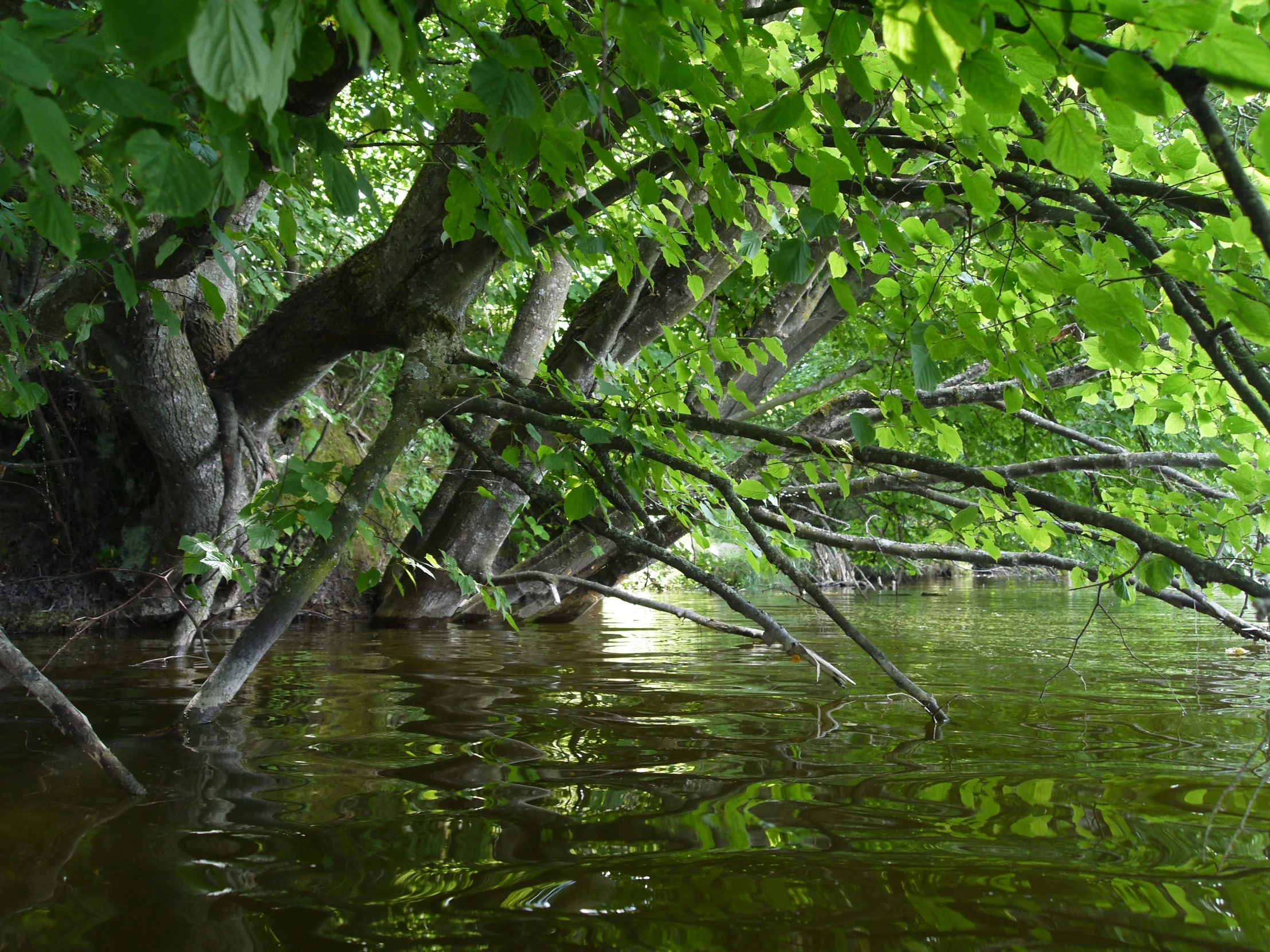 a large tree with some nches leaning over water