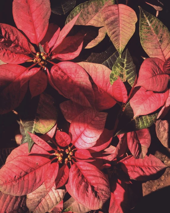 a plant with red flowers with green leaves