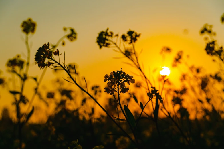 some flowers and nches and the sun in the distance