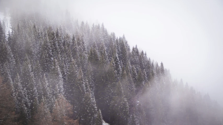 an open snowy field has snow falling down on the trees