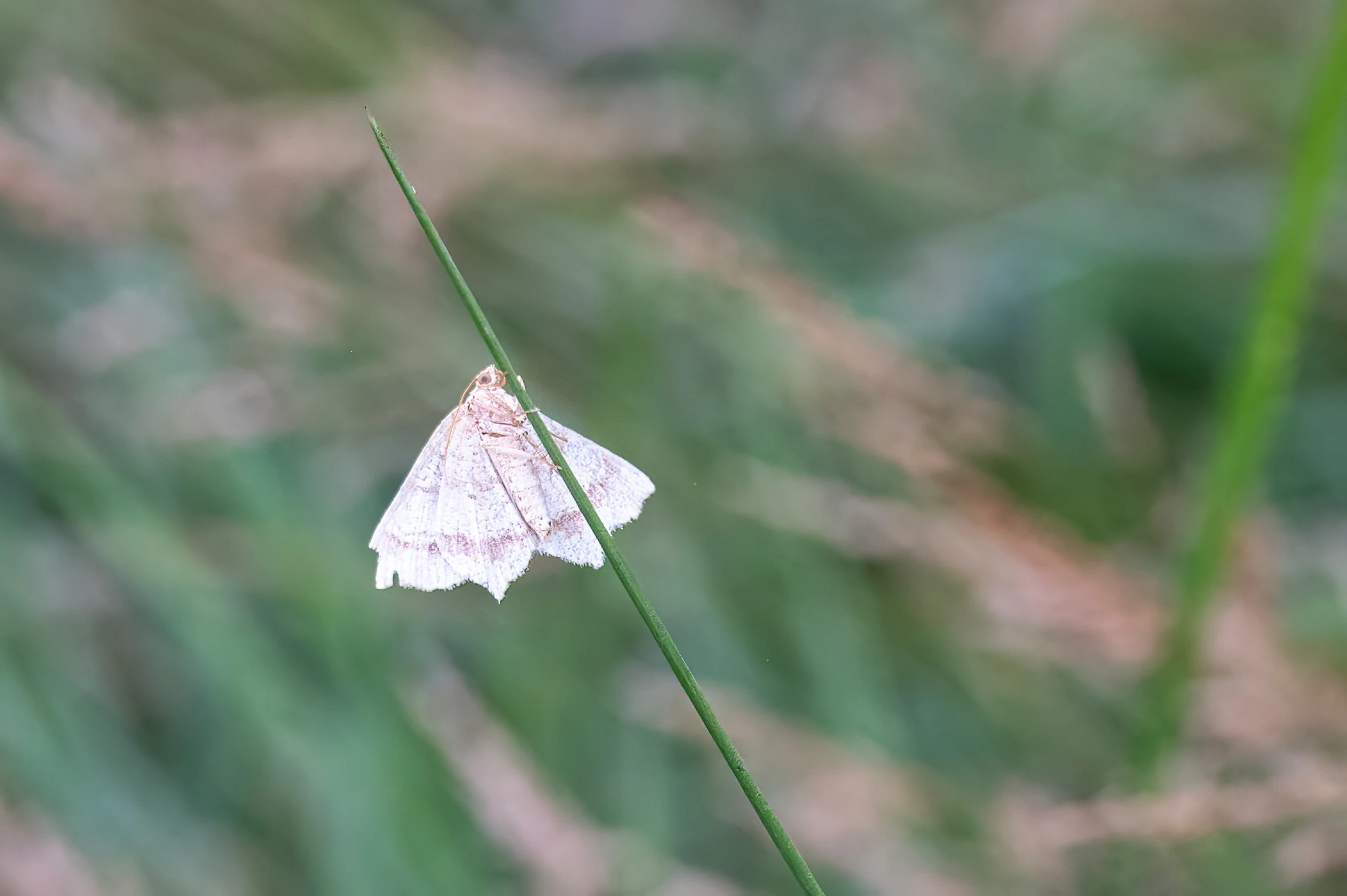 a small erfly sitting on top of a white flower