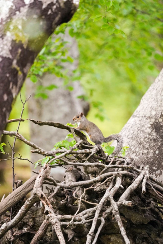 a squirrel sits on a tree in a thicket