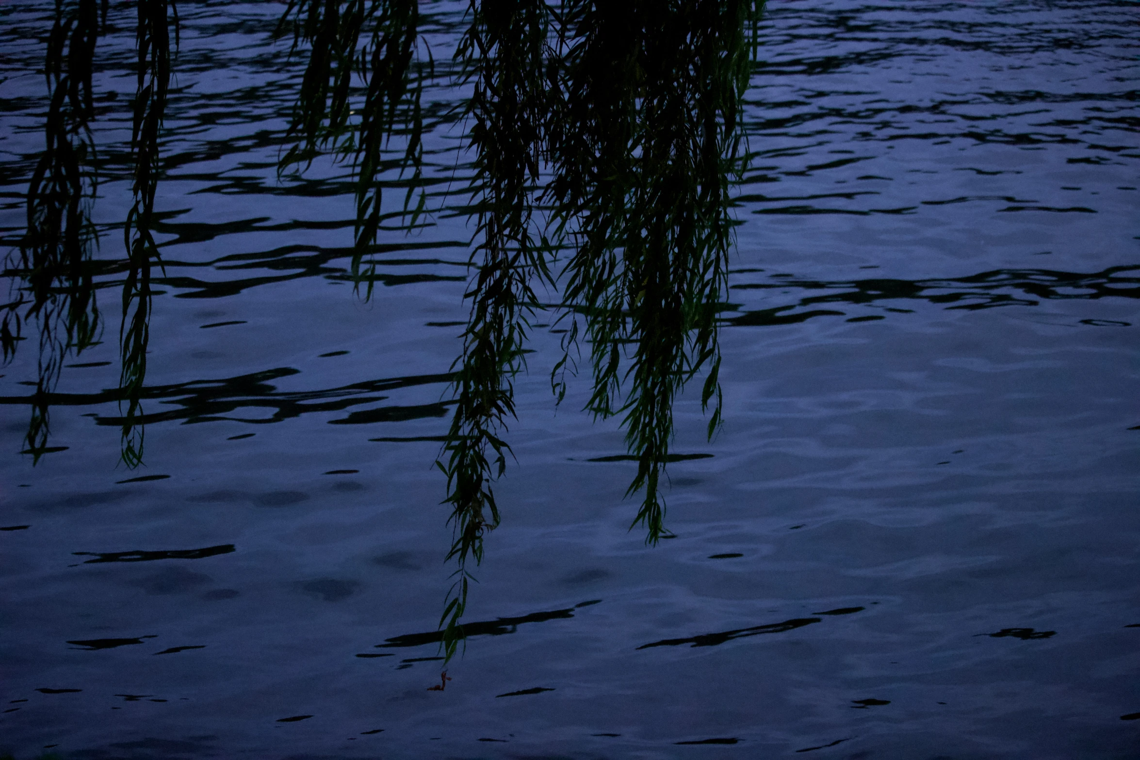 an umbrella sitting under willow nches in water