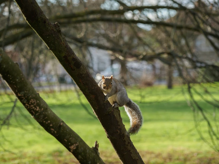 a small squirrel sitting on the side of a tree nch