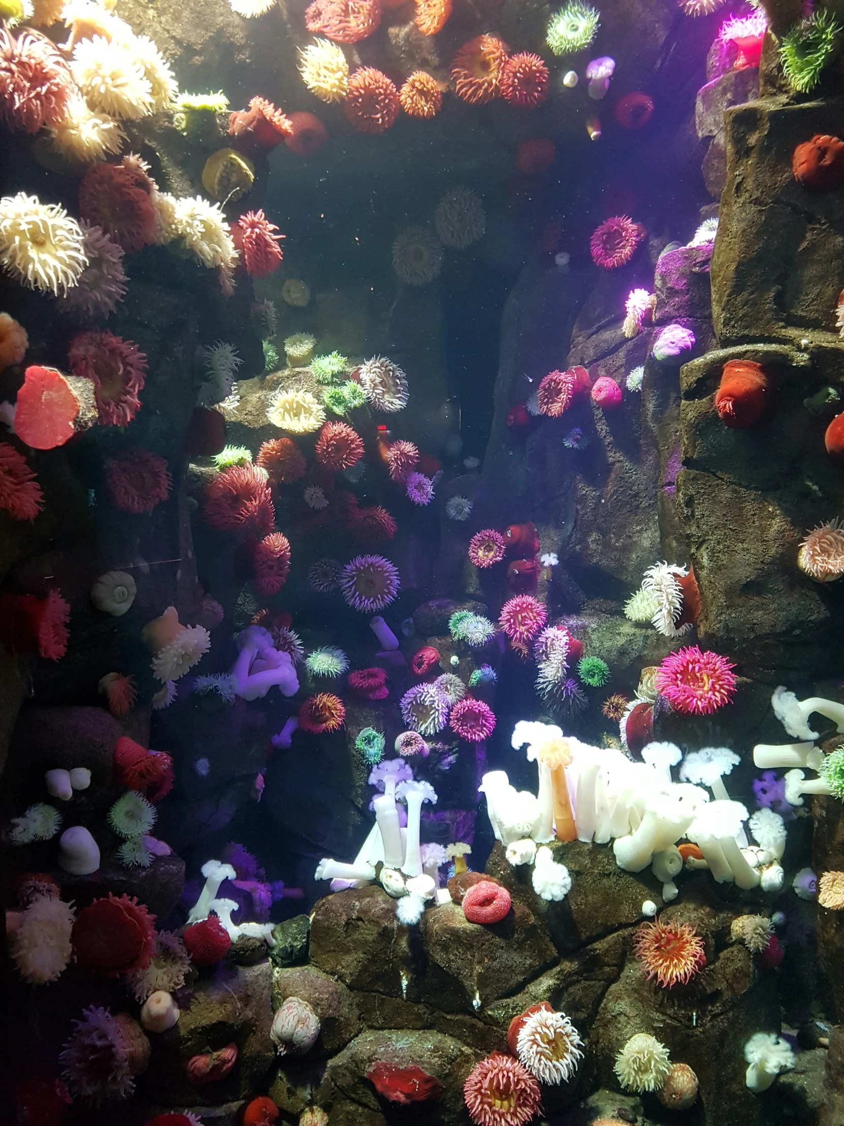 colorful flowers adorn the walls of an aquarium