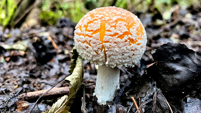 a mushroom is growing in the ground and leaves