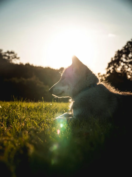 a white dog sitting in the grass near some trees