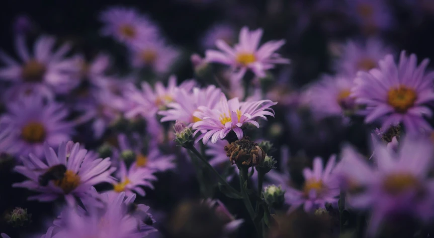 the lavender color of flowers looks as though they are dying out