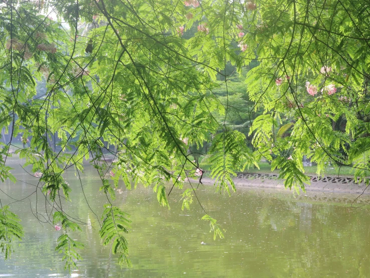 green leaves frame a lake scene near some trees