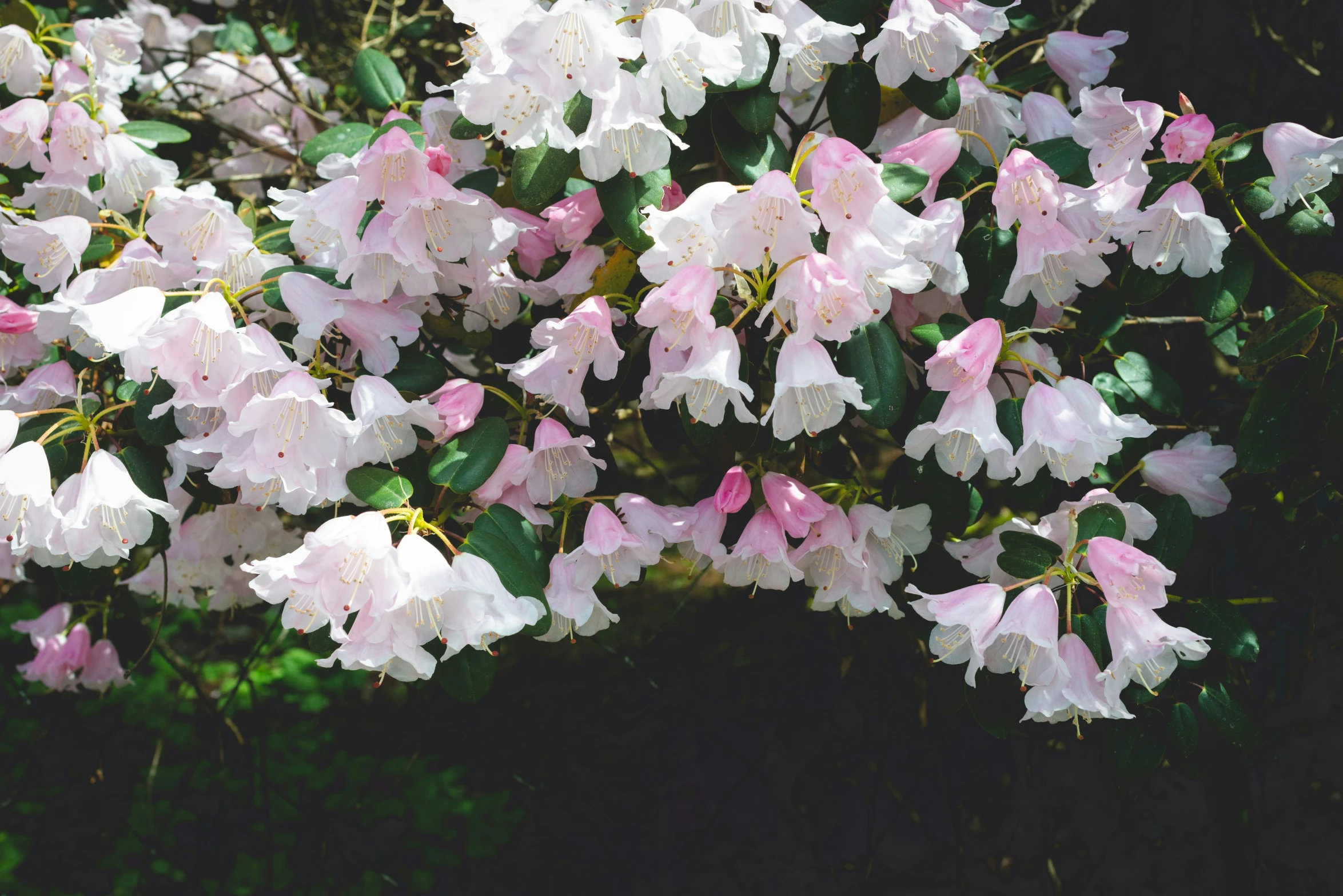 large group of pink and white flowers with green leaves