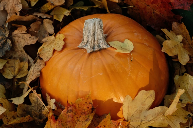 a pumpkin sitting among some leaves and trees