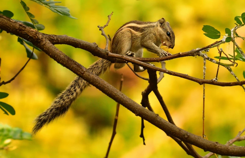 a squirrel perched on a nch looking around