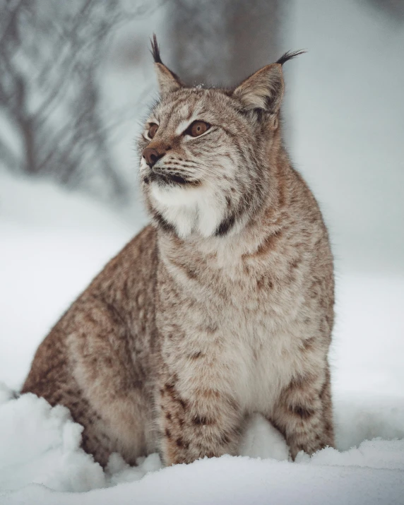 a cat sitting in snow with his face partially covered