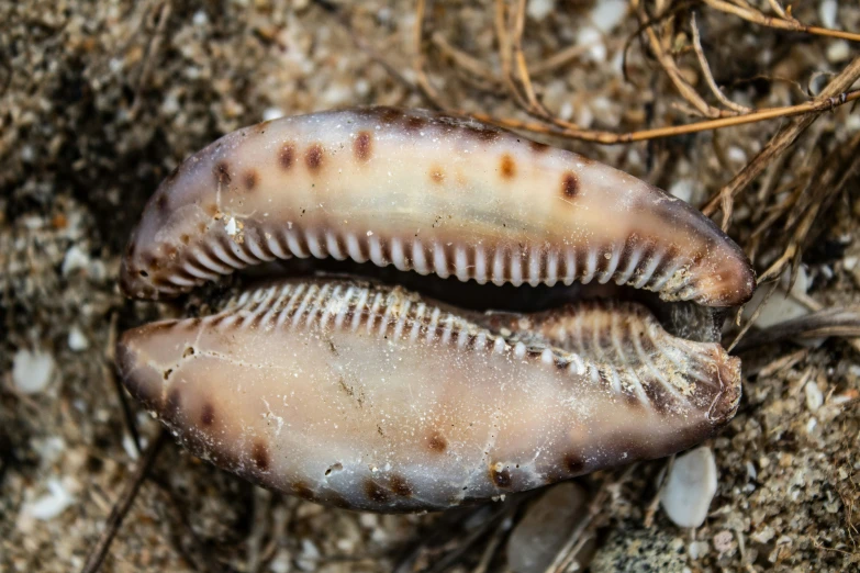 a very strange looking insect is on the ground