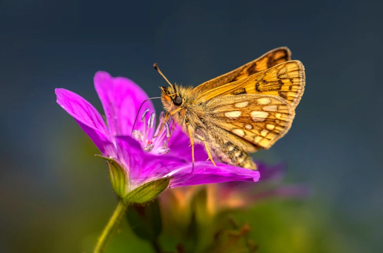 a erfly on some purple flowers against a blue sky