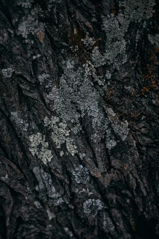 a brown background with little white stuff on it