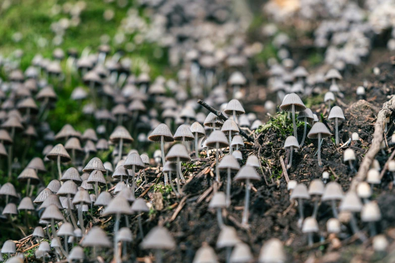 small mushrooms growing in a soil - covered field