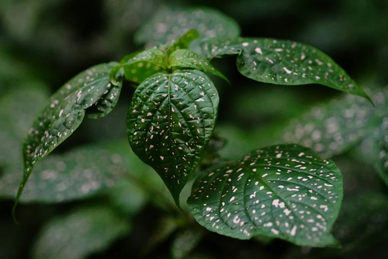 a green leaf with some tiny spots on it