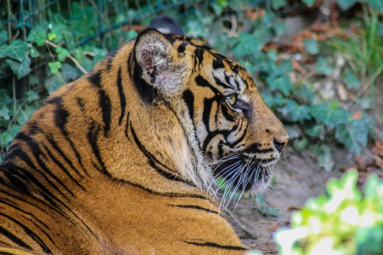 an image of a tiger that is outside in the grass