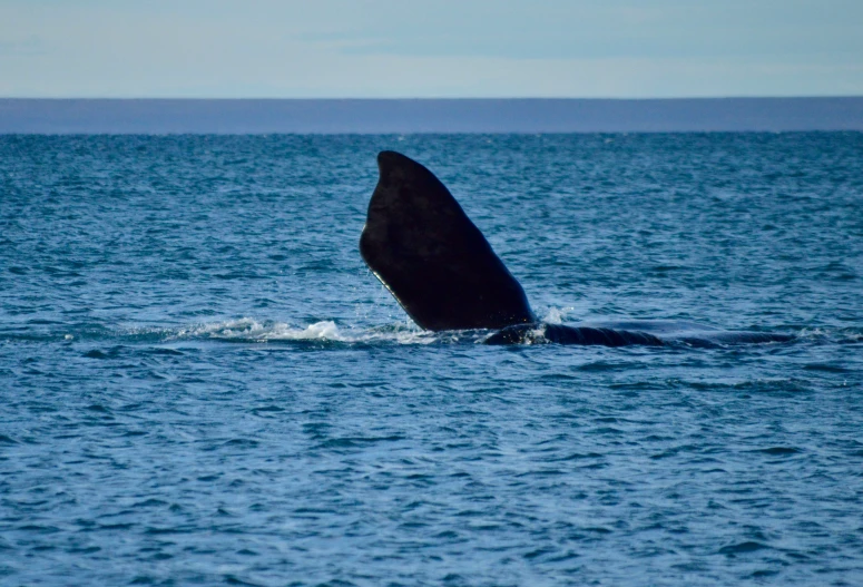 a whale has its head in the water