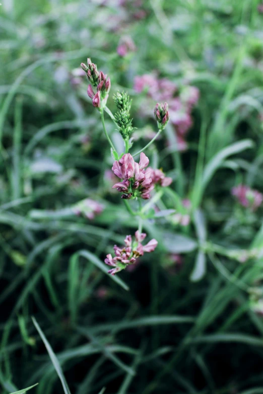 closeup view of some small purple flowers