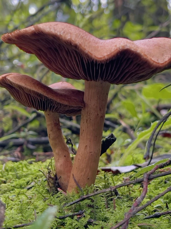 two brown mushrooms with green moss in the woods