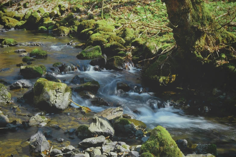 a river running through a lush green forest