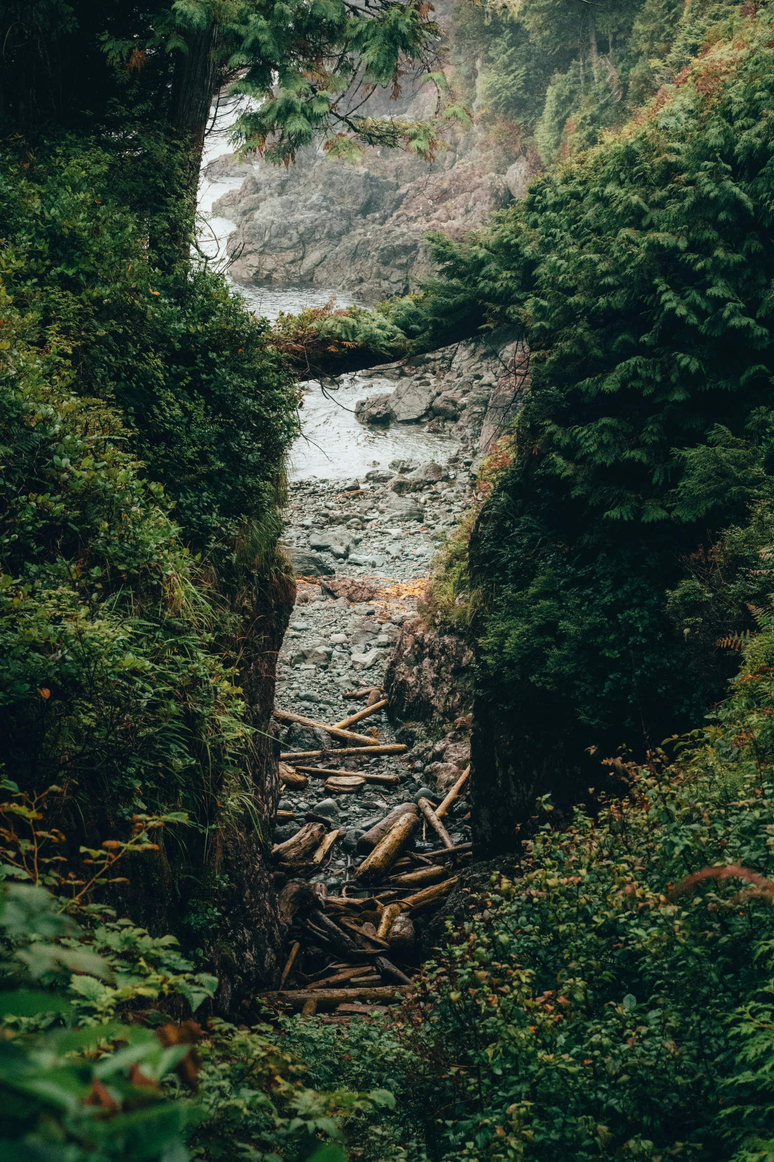 a stream running through the forest surrounded by trees