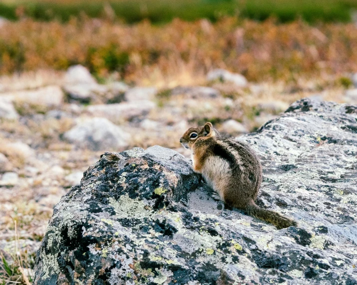 an animal is standing on the ground and staring at soing