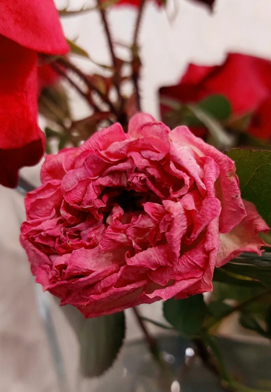 a close up of some red flowers with leaves