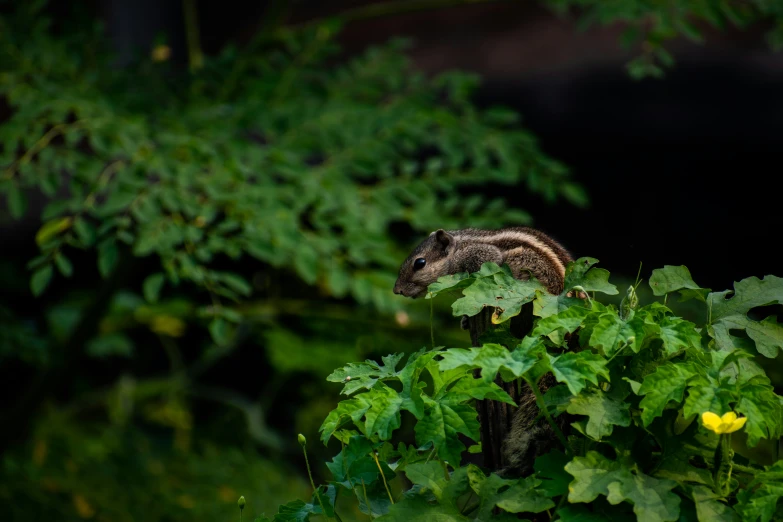 a small rodent in the bushes on a rainy day